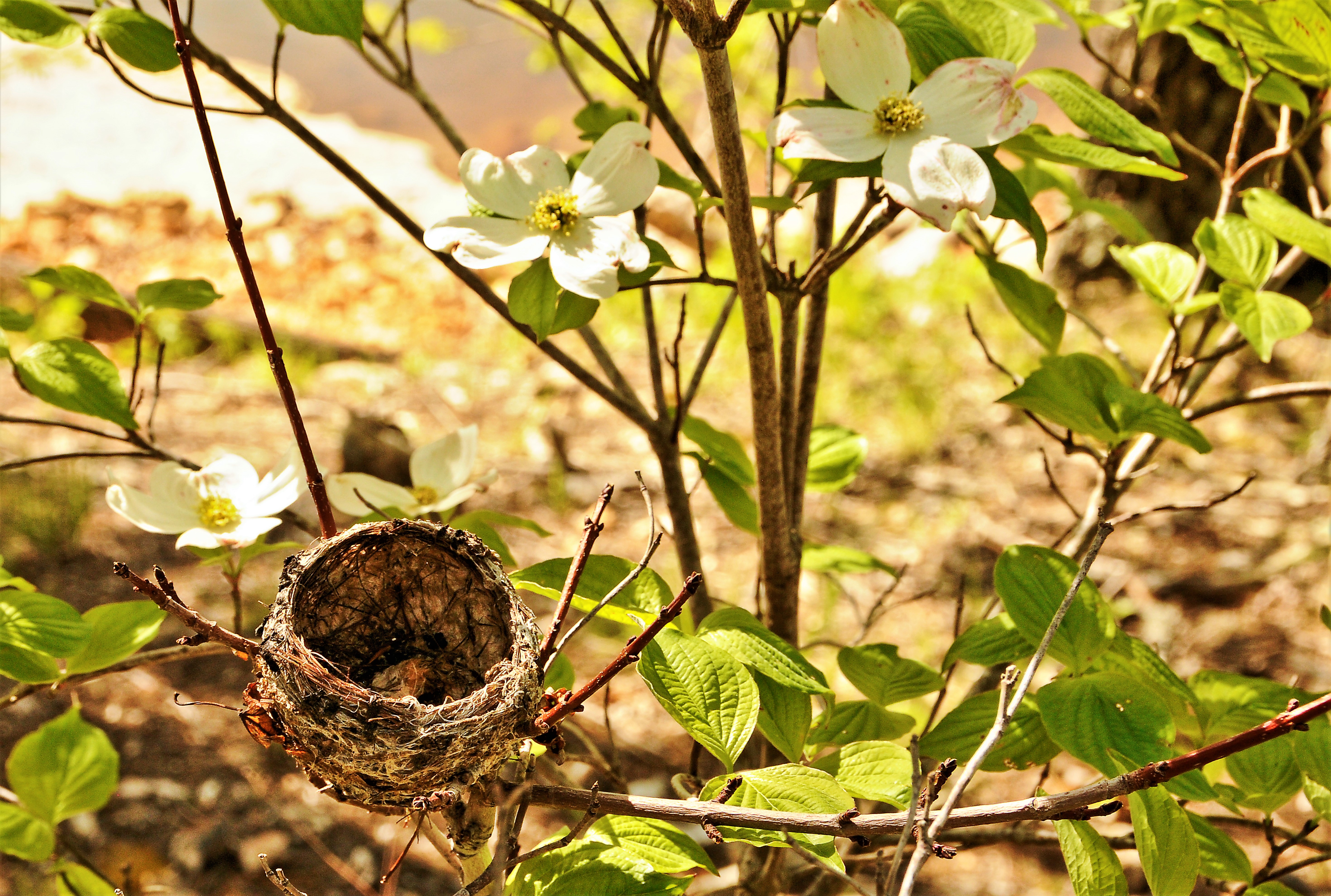 Bird nest set amongst Magnolia Blossoms.