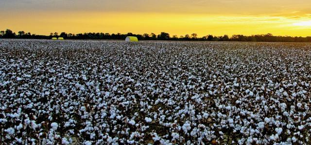 Cotton field harvesting in rural Arkansas.